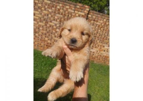 Golden Retrievers Ready Now!!