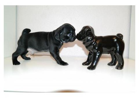 Pug puppies for adoption.