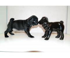Pug puppies for adoption.