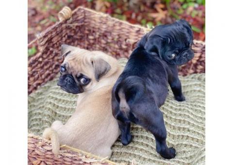 Pug puppies for adoption.