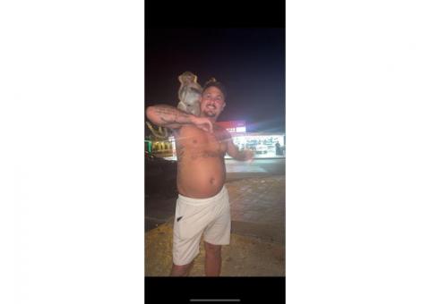 WhatsApp me +447465807341 clean baby monkey for sale