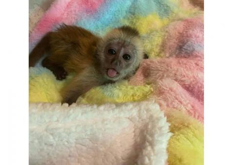 Only WhatsApp me +447465807341 clean baby monkey for sale