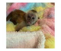 Only WhatsApp me +447465807341 clean baby monkey for sale