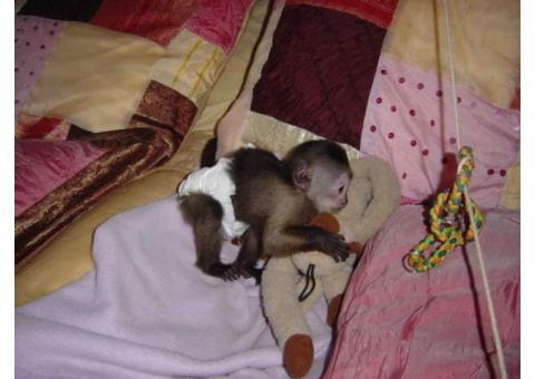WhatsApp me +447465807341 clean baby monkey for sale