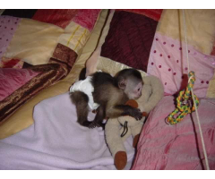 WhatsApp me +447465807341 clean baby monkey for sale