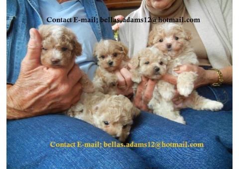 Home Raised Maltipoo Puppies Ready