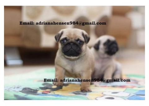 Purebred Male and Female Pug Puppies