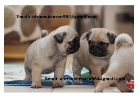 Purebred Male and Female Pug Puppies