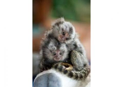 Tame Marmoset Monkeys