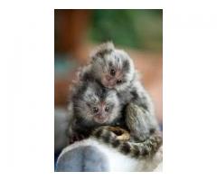 Tame Marmoset Monkeys