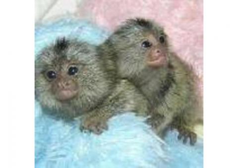 Marmoset Monkeys whatsapp us at +447832000570 for more details