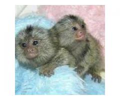 Marmoset Monkeys whatsapp us at +447832000570 for more details