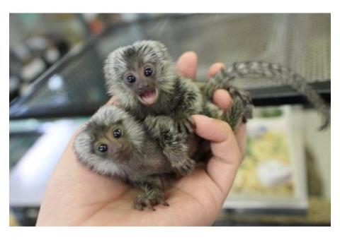 x mas baby marmoset monkeys