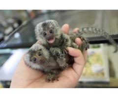 x mas baby marmoset monkeys