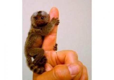 Lovely And Outstanding Marmoset Monkeys for Sale