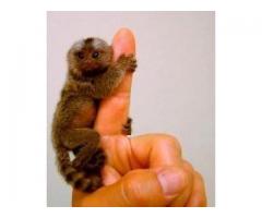 Lovely And Outstanding Marmoset Monkeys for Sale