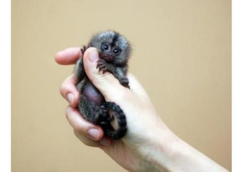 Adorable Marmoset Monkey whatsapp us at +447832000570