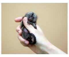 Adorable Marmoset Monkey whatsapp us at +447832000570