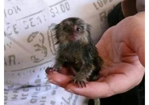 Affectionate baby marmoset monkey