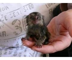 Affectionate baby marmoset monkey
