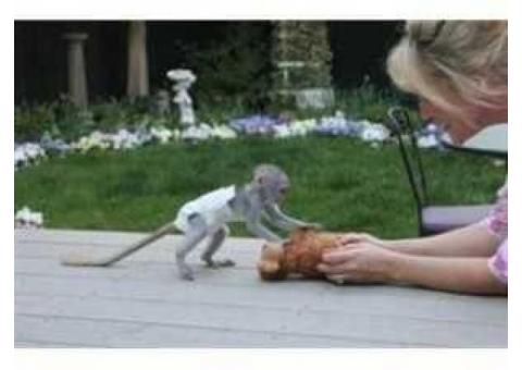 Adorable capuchin monkeyswhatsapp us at +447832000570