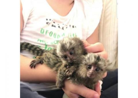 Marmoset Monkey Now Ready whatsapp us at +447832000570