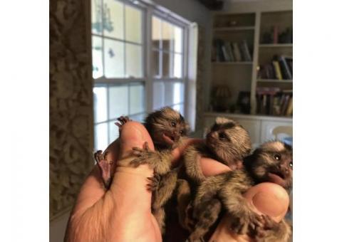 Diapers Trained Marmoset monkey Babies for adoption