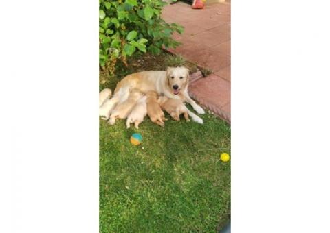 KC Adorable Golden Retriever Puppies