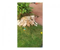 KC Adorable Golden Retriever Puppies