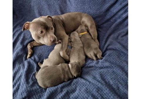 Staffordshire Bull Terrier Pups