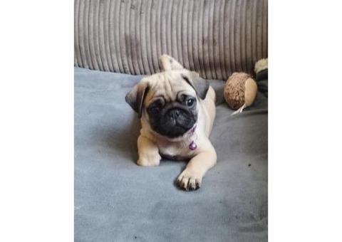 Beautiful pedigree Pug puppies for sale