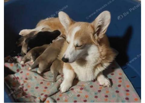 Kc Registered Pembrokeshire Corgi puppies