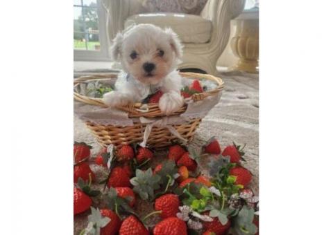 Sweet Maltese Puppies Ready for New Homes!