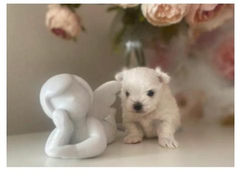 Sweet Maltese Puppies Ready for New Homes!