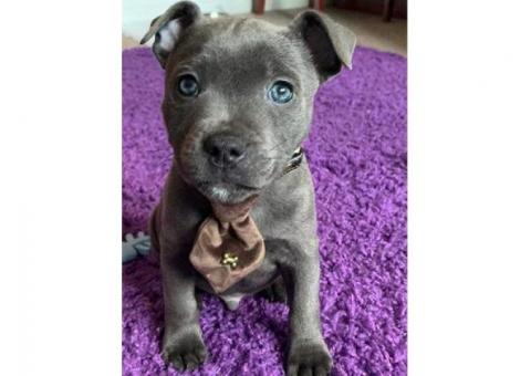 Blue Staffy Pups ...WhatsApp me on +447453907158