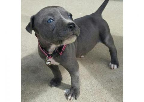 Blue Staffy Pups ...WhatsApp me on +447453907158