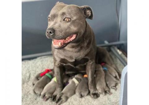 Blue Staffy Pups ...WhatsApp me on +447453907158
