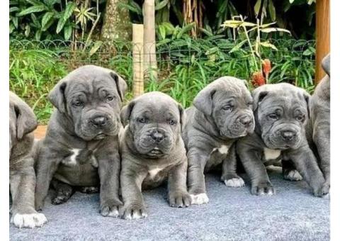 Blue Staffy Pups ...WhatsApp me on +447453907158