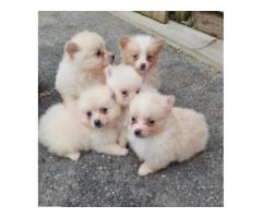 Beautiful KC registered Pomeranian Ready to leave now to home