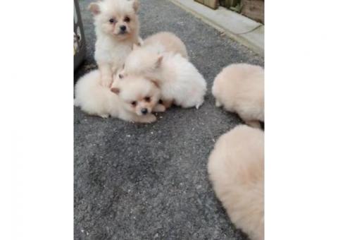 Beautiful KC registered Pomeranian Ready to leave now to home
