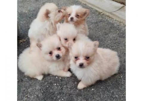 Beautiful KC registered Pomeranian Ready to leave now to home