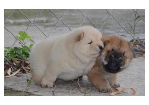 Likufe Adorable Chow Chow puppies ready and looking for new
