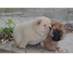 Likufe Adorable Chow Chow puppies ready and looking for new