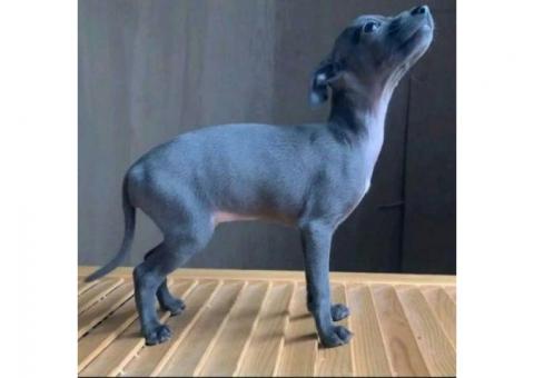 Elegant Blue Italian Greyhound Puppy – Grace, Charm &