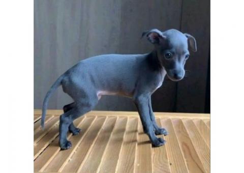 Elegant Blue Italian Greyhound Puppy – Grace, Charm &