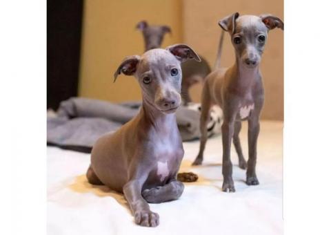 Elegant Blue Italian Greyhound Puppy – Grace, Charm &