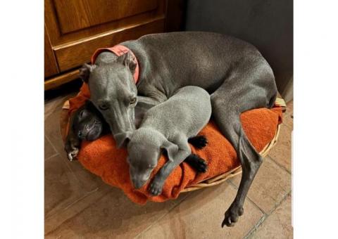 Elegant Blue Italian Greyhound Puppy – Grace, Charm &