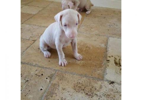 Unique Albino Doberman Puppies Looking for Their Forever Families!