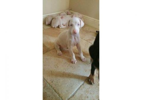 Unique Albino Doberman Puppies Looking for Their Forever Families!