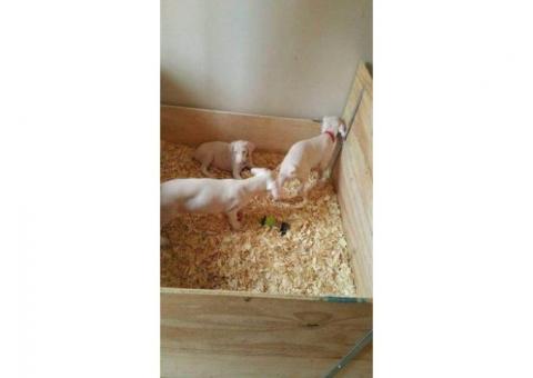 Unique Albino Doberman Puppies Looking for Their Forever Families!